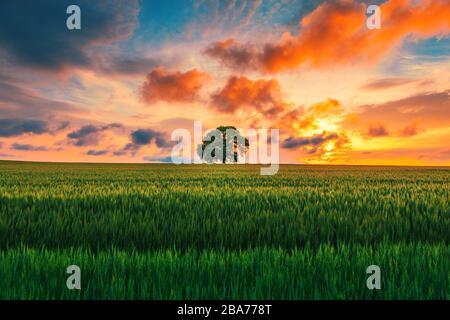 Baum im Feld und dramatische Wolken im Himmel. Stockfoto