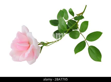 Schöne Rosa Rose (Rosaceae) isoliert auf weißem Hintergrund. Deutschland Stockfoto