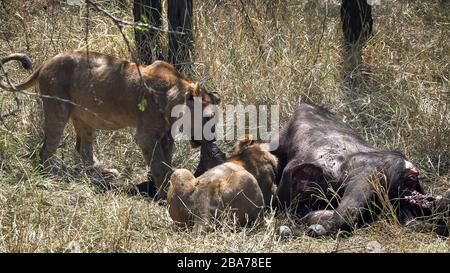 Lössheit zieht das Hide eines Büffelkills im serengeti np an Stockfoto