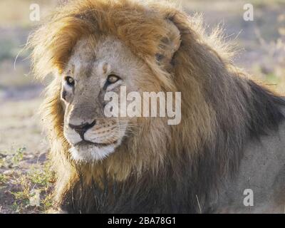 Nahaufnahme eines männlichen Löwen in serengeti Stockfoto