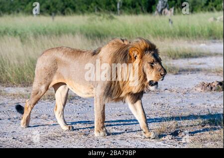 Ein großer männlicher Löwe Panthera leo sah, wie er im Hwange-Nationalpark in Simbabwe spazieren ging. Stockfoto