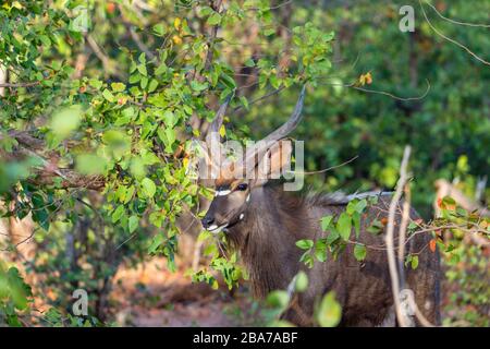 Ein Nyala Tragelaphus angasii, der im Gonarezhou Nationalpark in Simbabwe gesehen wurde. Stockfoto