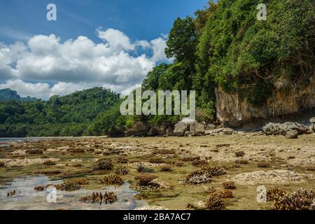 Unbeschädigte Korallenküste bei Ebbe in der Nähe von grünem und üppigem tropischem Regenwalddschungel an einem bewölkten schönen Tag auf Banda-Inseln, maluku, Indonesien. Fernbedienung Stockfoto