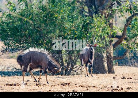 Ein Nyala Tragelaphus angasii, der im Gonarezhou Nationalpark in Simbabwe gesehen wurde. Stockfoto