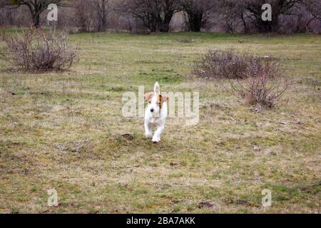 Dog Jack Russell Terrier hat Spaß, im Garten im Frühling im Freien zu laufen. Stockfoto