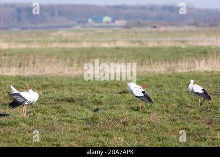 26. März 2020, Schleswig-Holstein, Fünfmühlen: Störche sitzen im Sonnenschein auf einem Feld. Foto: Frank Molter / dpa Stockfoto