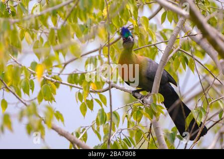 Ein Purple-Hautenporphyreolophus Turaco Tauraco, der in einem Baum in Harare Simbabwe gesehen wurde. Stockfoto