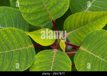 Nahaufnahme der schönen grünen Blätter einer Poinsettia (Euphorbia pulcherrima). Deutschland Stockfoto