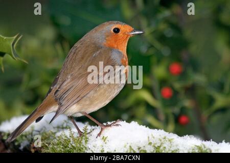 Robin Erithacus rubecula, unter holzenem Busch im Schnee, Aberdeenshire Stockfoto