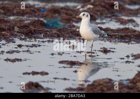 Grauköpfiger Gull (Larus zirrocephalus) erster Winter am Ufer, Tanji, Gambia. Stockfoto