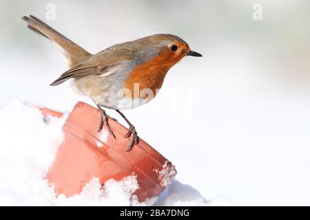 Robin Erithacus rubecula, auf dem Blumentopf aus Terrakotta im Schnee, Aberdeenshire, Schottland Stockfoto