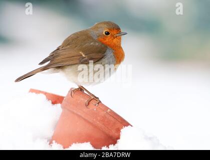 Robin Erithacus rubecula, auf dem Blumentopf aus Terrakotta im Schnee, Aberdeenshire, Schottland Stockfoto