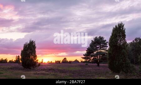 Wunderbarer Sonnenuntergang bei der Heideblüte im Naturpark Lueneburgheide, Norddeutschland. Wunderbarscher Sonnenuntergang wehrend d Stockfoto