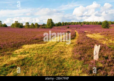 Heide blüht im Naturpark (Naturschutzgebiet) Heide, Norddeutschland. Heideblüte im Naturpark (Naturschutzgebiet) Lülebburger Heide, NOR Stockfoto