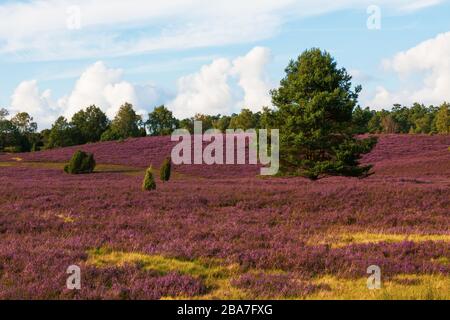 Heide blüht im Naturpark (Naturschutzgebiet) Heide, Norddeutschland. Heideblüte im Naturpark (Naturschutzgebiet) Lülebburger Heide, NOR Stockfoto