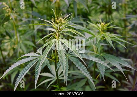 Pflanzung von Marihuana-Pflanze für die Herstellung von Medikamenten mit thc Betäubungsmittel Stockfoto
