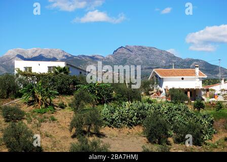 Landimmobilien in den Ausläufern der Berge in der Nähe von Guaro, Provinz Málaga, Andalusien, Spanien, Westeuropa. Stockfoto