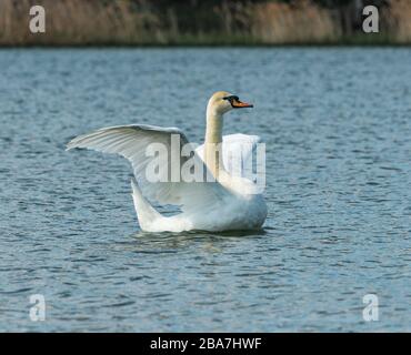 Weißer Schwanenvogel schwimmt im Wasser und flatscht mit seinen Flügeln, tierisch wild Stockfoto