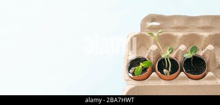 Grüne Sprossen, Sämlingpflanzen in Aubergschalen. Gartenbetten zu Hause. Gemüse wird angebaut, keine Abfälle. Recycling, sparen Sie Geld bei Quarantäne TME. Stockfoto