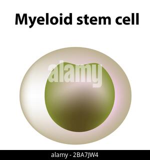 Die Struktur der Thrombozyten. Thrombozyten sind eine Blutzelle: Myeloid, Stamm, Zelle, Megakaryocyte, Megakaryoblast. Infografiken. Vektorgrafiken auf Stock Vektor