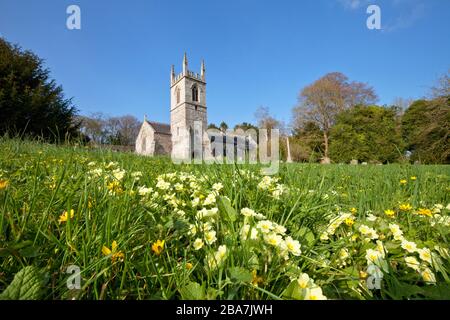 Primrosen im Kirchhof der St. Nicholas' Church im Dorf Fisherton-de-la-Mere in Wiltshire. Stockfoto