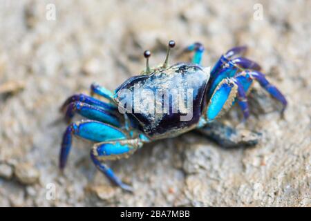 Blue Fiddler (Ghost, Calling) Crab (Uca vocans) auf schlammigem Boden in Thailand. Der Krabbenkörper befindet sich im Fokus der Kamera und andere Details auf dem Foto sind verschwommen Stockfoto