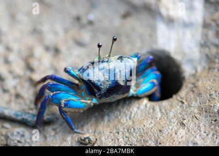 Blue Fiddler (Ghost, Calling) Crab (Uca vocans) auf schlammigem Boden und Locheingang in Thailand. Der Krabbenkörper befindet sich im Fokus der Kamera und anderen Details auf dem Foto Stockfoto