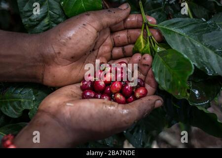 Kaffeepickerei am Stadtrand von Nairobi, Kenia, 10. November 2015 Stockfoto