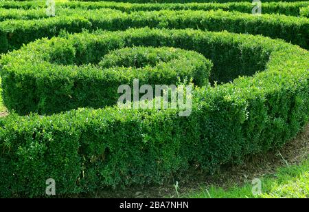 Zierspiralförmige gestutzte Sträucher im Garten Stockfoto