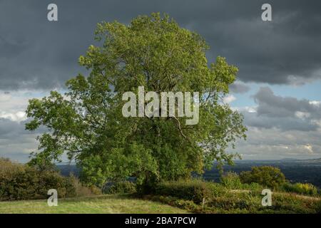 Schöner alter Hedgerow-Eschenbaum, Fraxinus excelsior in den Malvern Hills, Worcestershire. Stockfoto