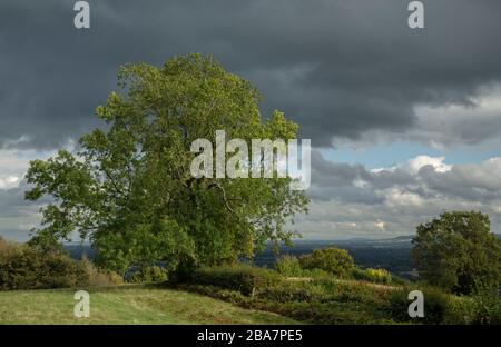 Schöner alter Hedgerow-Eschenbaum, Fraxinus excelsior in den Malvern Hills, Worcestershire. Stockfoto