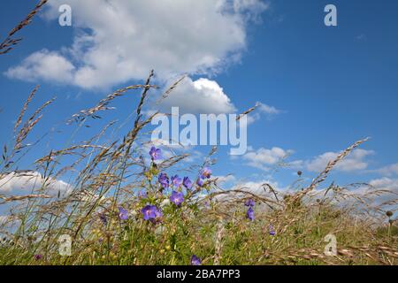 Wiesenrautenbill Blumen und Gräser, die in Wiltshire in Hanglage wachsen. Stockfoto