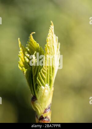 Eine Nahaufnahme der frischen grünen Knospe von Betula papyrifera vor einem verschwommenen Blatthintergrund Stockfoto