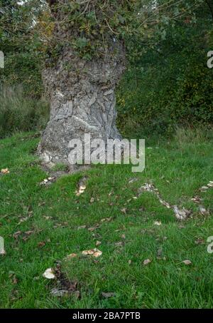 Der Poplar Mushroom oder Chestnut Mushroom, Cyclocybe aegerita, wächst an den Wurzeln des Black Poplar. Essbare Arten. Stockfoto