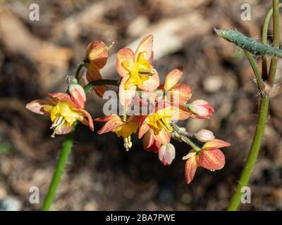 Eine Nahaufnahme eines einzigen Blumenkopfes Epimedium × warleyense, der die empfindlichen orangefarbenen Blumen schäumen Stockfoto