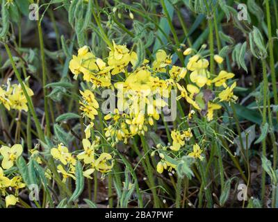 Eine Gruppe der gelben Sternenblüten von Epimedium pinnatum subsp colchium Stockfoto