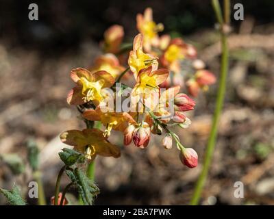 Eine Nahaufnahme eines einzigen Blumenkopfes Epimedium × warleyense, der die empfindlichen orangefarbenen Blumen schäumen Stockfoto