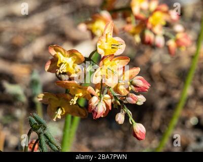 Eine Nahaufnahme eines einzigen Blumenkopfes Epimedium × warleyense, der die empfindlichen orangefarbenen Blumen schäumen Stockfoto