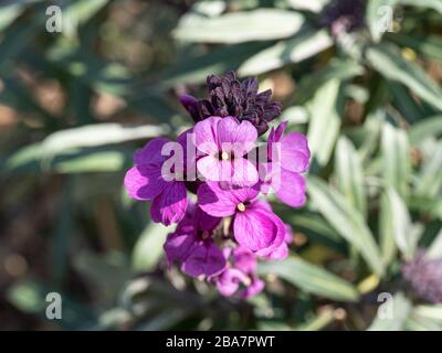 Eine Nahaufnahme des Blumenspießchens des Erysimum Bowles Mauve Stockfoto