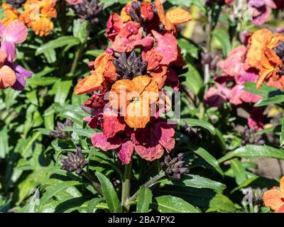 Ein einzelner Blumenspitze der mehrjährigen Wallblüte Erysimum Winter Orchid Stockfoto