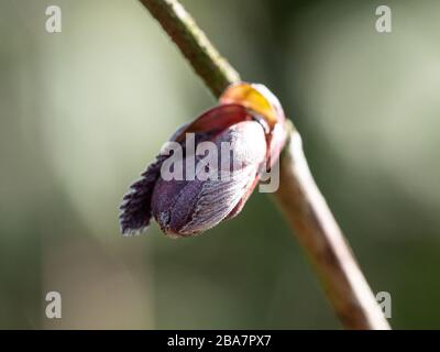 Eine Nahaufnahme einer einzelnen sich öffnenden Blattknospe der violetten Hasel Corylus maxima Purpurea Stockfoto