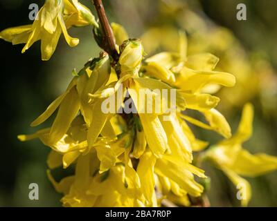 Eine Nahaufnahme der klaren gelben Blumen von Forsythia x intermedia Spectabilis Stockfoto