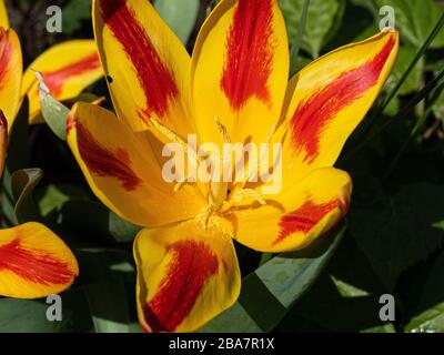 Eine Nahaufnahme einer einzigen roten und gelben Blume der spanischen Flagge der Tulpe Stockfoto