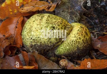 Gemeiner Erdball, Scleroderma citrinum, im Buchen-Holzland, neuer Wald. Stockfoto