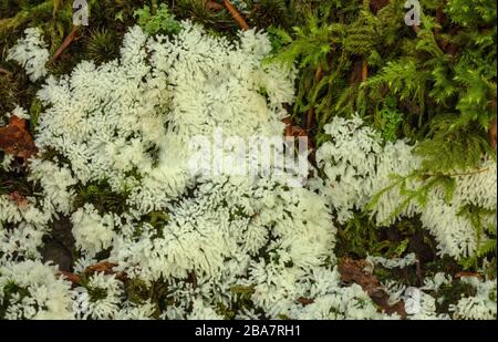 Coral Slime, Ceratiomyxa fruticulosa, Fruchtkörper in moosem Wald, New Forest. Stockfoto