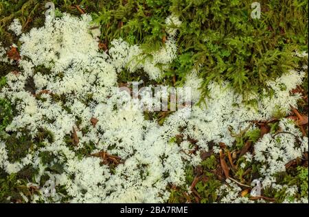 Coral Slime, Ceratiomyxa fruticulosa, Fruchtkörper in moosem Wald, New Forest. Stockfoto