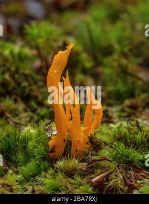 Gelbes Stagshorn, Calocera viscosa, Pilz wächst unter Moos im Kiefernwald. Neuer Wald. Stockfoto