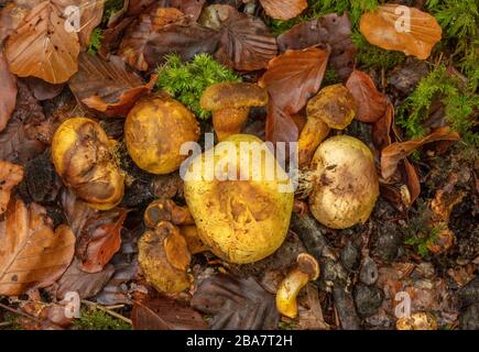 Parasitäre Bolete, Pseudoboletus parasiticus, wächst auf gemeinem Earthball, Scleroderma citrinum, im mosigen Buchen-Waldland, New Forest. Stockfoto