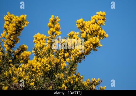 Der gewöhnliche Gorse (Ulex europaeus) platzt im Frühling in die Blüte Stockfoto