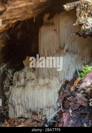 Bärtiger Zahnpilz, Hericium erinaceus, wächst im Inneren alter hohler Buchenstamm, neuer Wald. Stockfoto